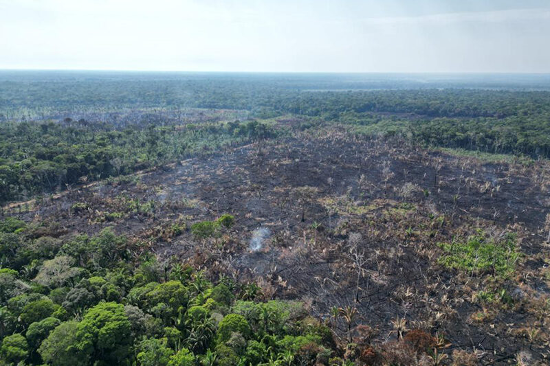 Crescimento da Agropecuária na Amazônia Atinge 561% em 41 Anos
