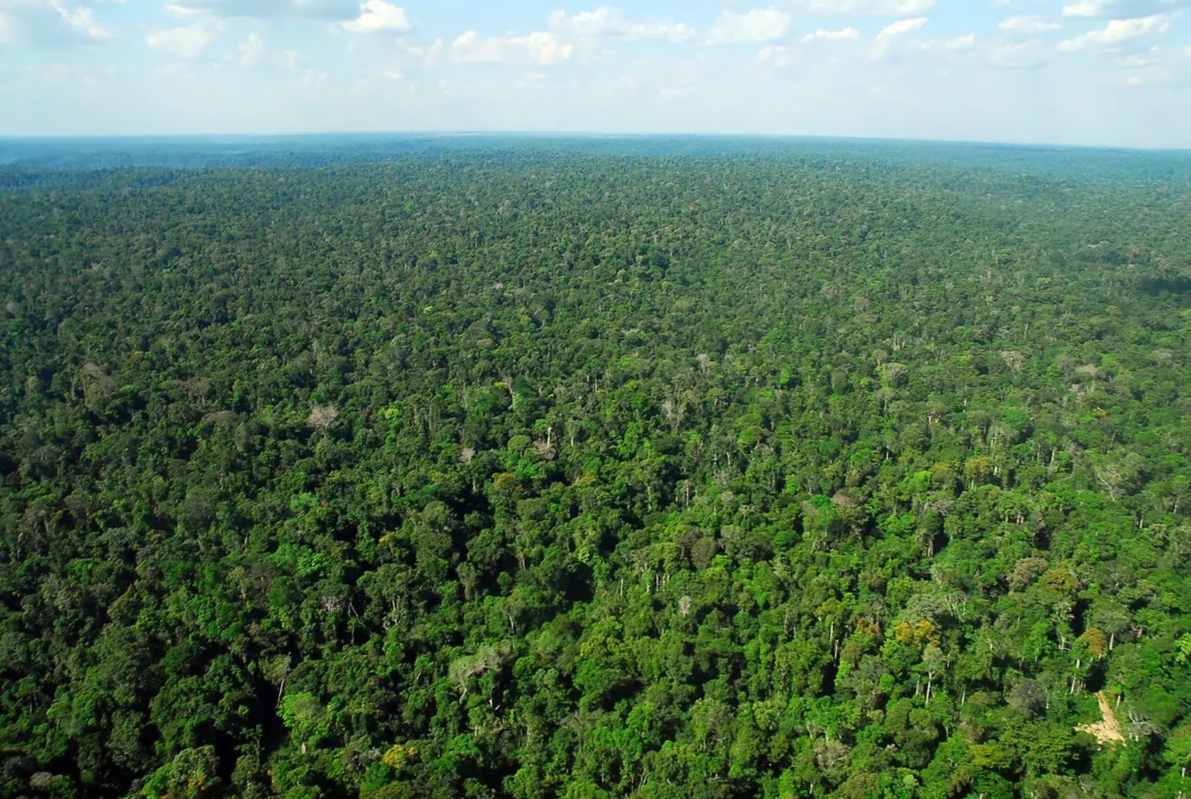 BNDES destina R$ 250 milhões para recuperação de 4 mil hectares na Amazônia