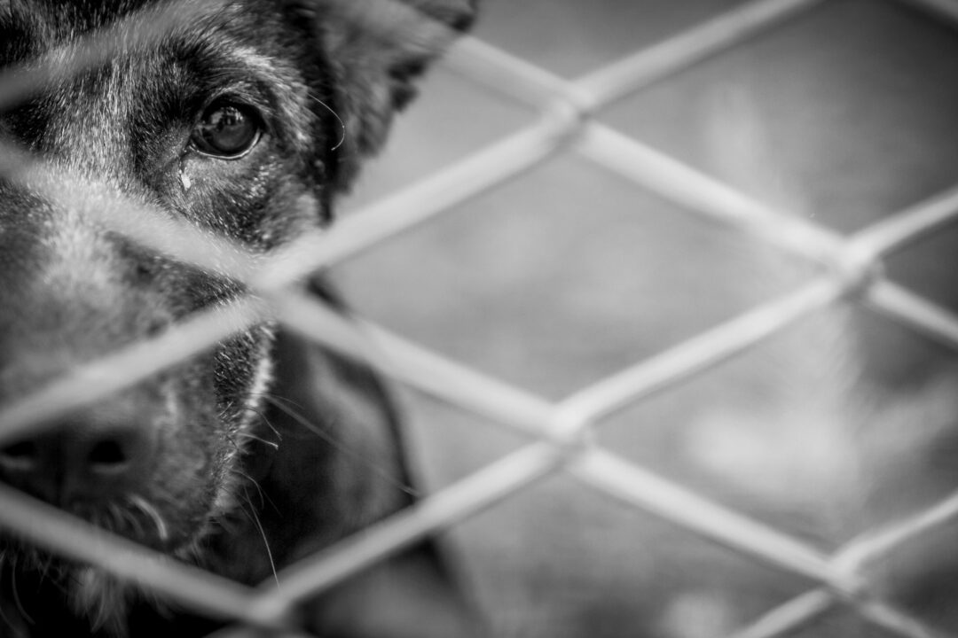 Como denunciar maus-tratos a animais em Porto Velho e salvar vidas
