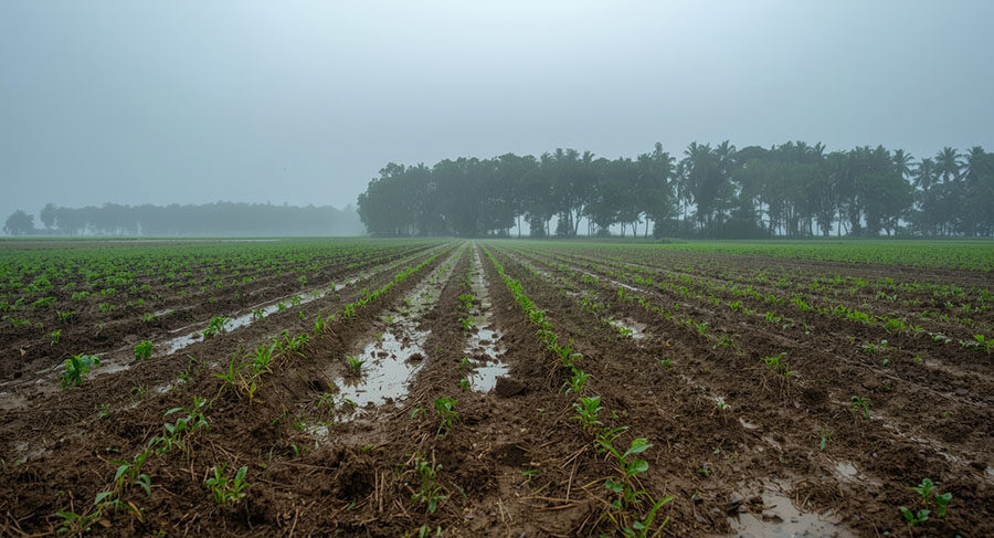 Embrapa propõe 163 medidas para enfrentar riscos climáticos na agropecuária