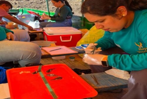 Estudo revela que 39% dos peixes do rio Ucayali contêm plástico em seus estômagos