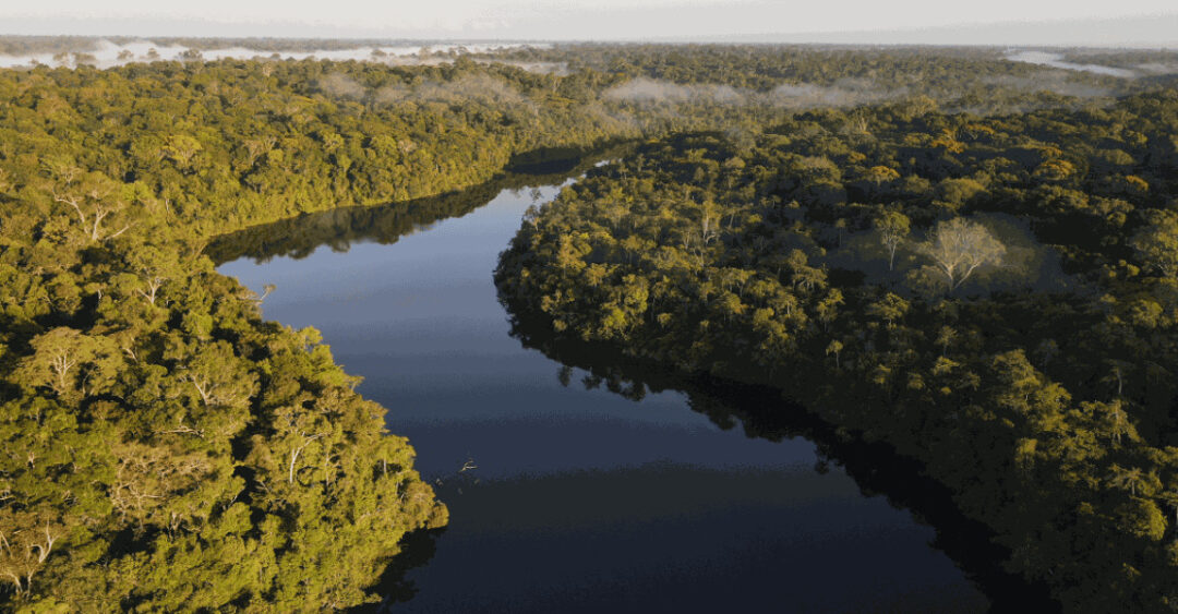 Proteção de florestas é mais eficaz que restauração, aponta estudo