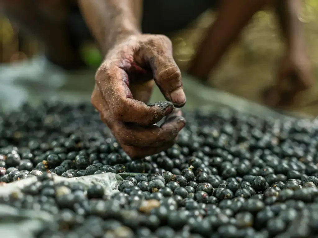Curso destaca a importância das abelhas sem ferrão na produção de açaí no Pará