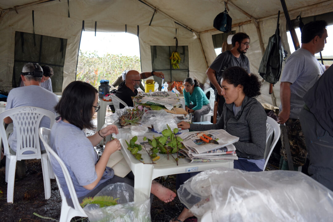 Pesquisa revela biodiversidade na Serra do Aracá após expedição científica