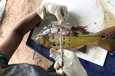MPF pede criação de sistema para monitorar contaminação por mercúrio na Amazônia