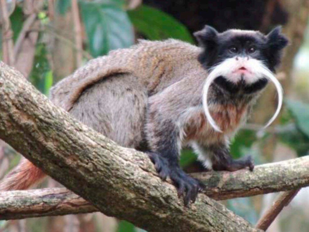 Parque Zoobotânico de Rio Branco: um laboratório vivo com mais de 700 espécies