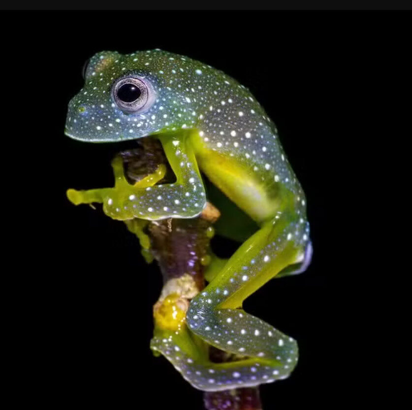 Cinco espécies curiosas da Amazônia descobertas no Amapá
