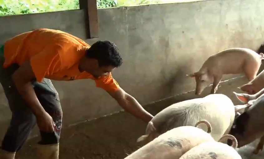 Amapá se prepara para liberar comércio de carne com selo de livre de peste suína