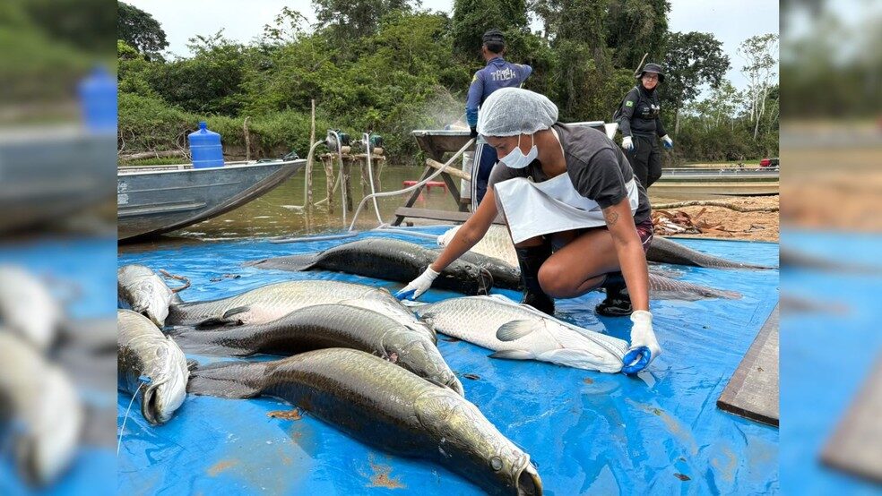 Captura de Pirarucu Invasor em Rondônia Rende 18 Toneladas de Peixe