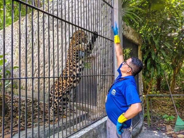 Dedicação e Carinho dos Tratadores do Museu Goeldi em Belém